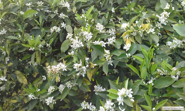Fioritura