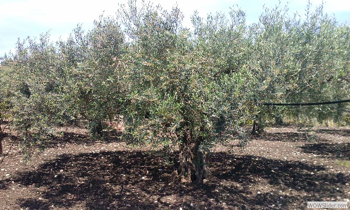 Il nostro olio… è oro
