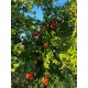 Melagrana Biologica Siciliana