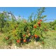 Melagrana Biologica Siciliana