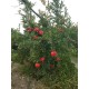 Melagrana Biologica Siciliana