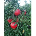 Melagrana Wonderful Biologica Siciliana